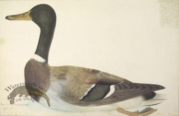 249 Swedish Birds . Anas boschas . Mallard . Female